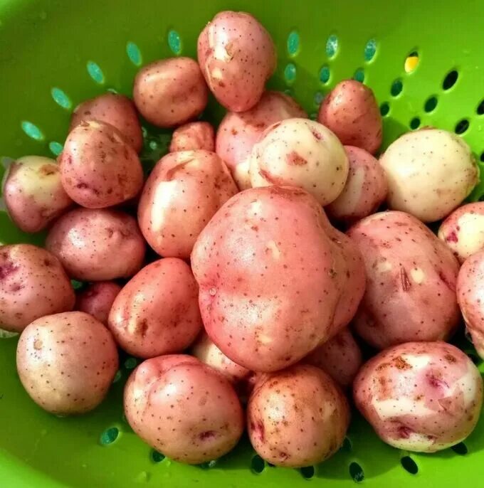 Продовольственный картофель