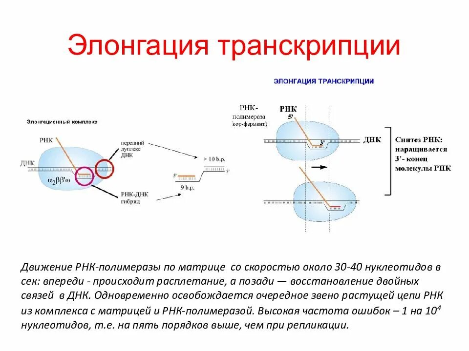Процесс синтеза молекул и рнк. Транскрипция синтез рнк на матрице днк. синтез ирнк на матрице днк. транскрипция процесс синтеза рнк на матрице днк. процесс синтеза рнк на матрице днк.