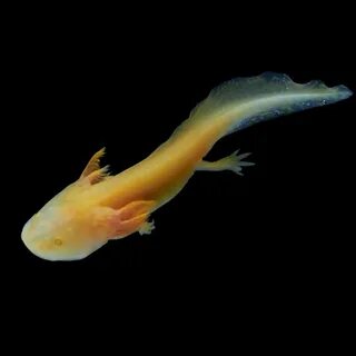 Морские амфибии
