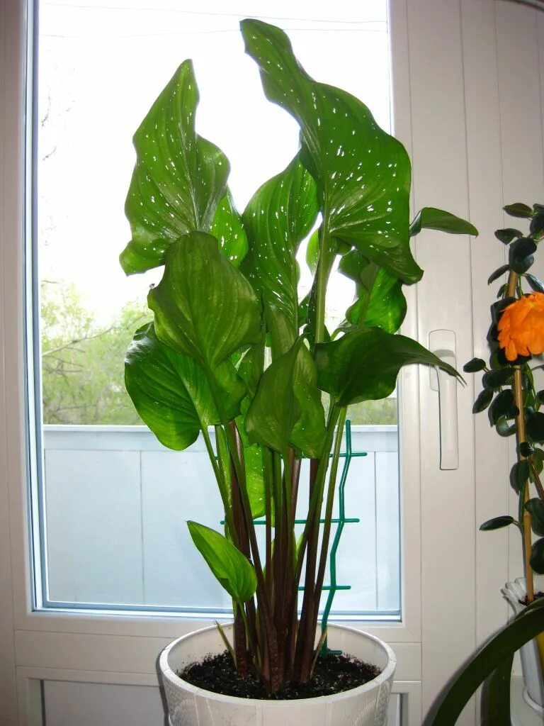 Можно ли выращивать каллы дома. Калла комнатная. Комнатная Калла с широкими листьями. Каллы на подоконнике. У каллы высокие листья.