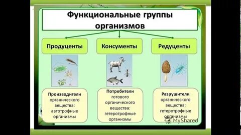 Экосистема 5 класс естествознание