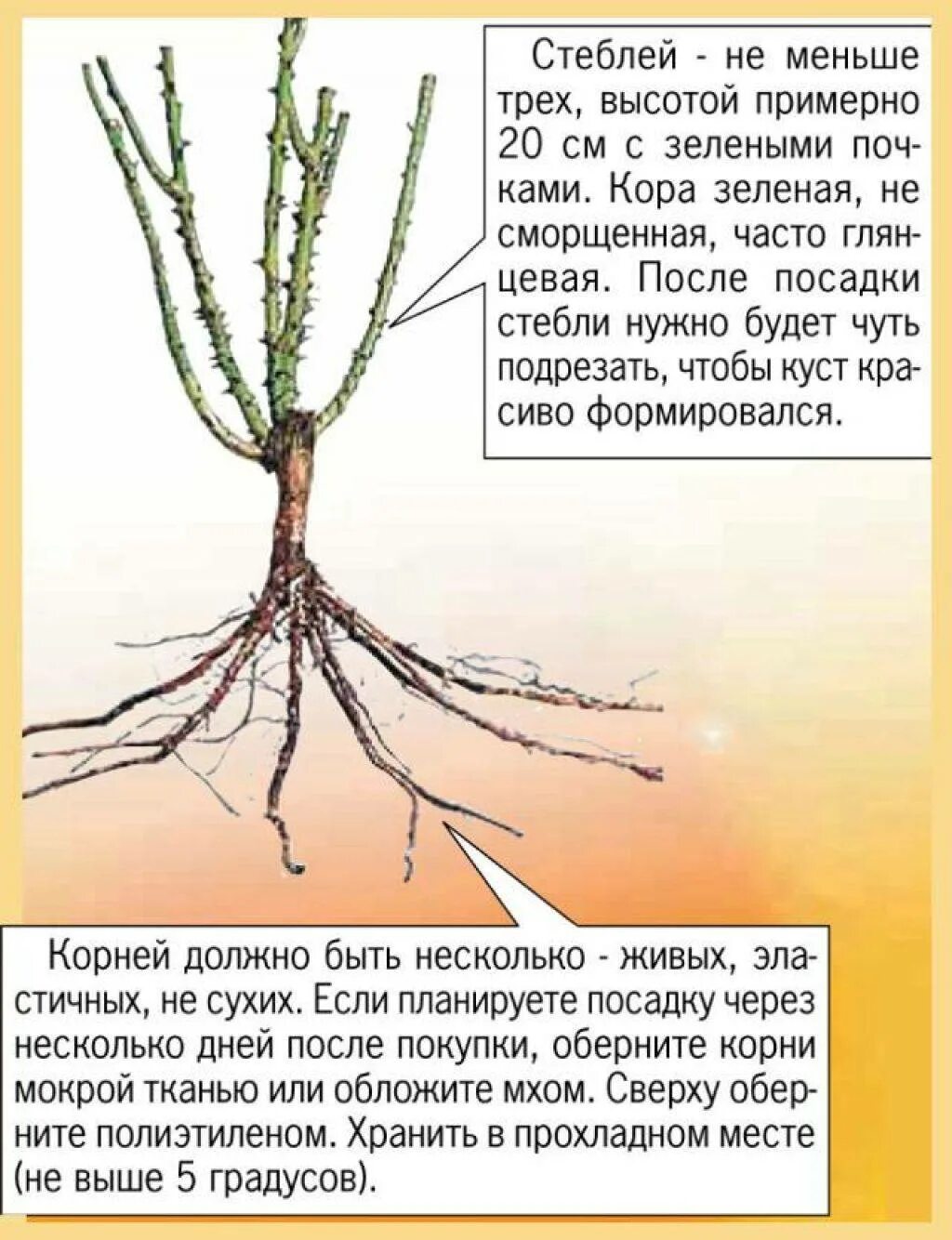 Как правильно посадить саженец розы. Саженец на посадку розы плетистой. Корневая шейка плетистой розы. Правильный саженец розы.