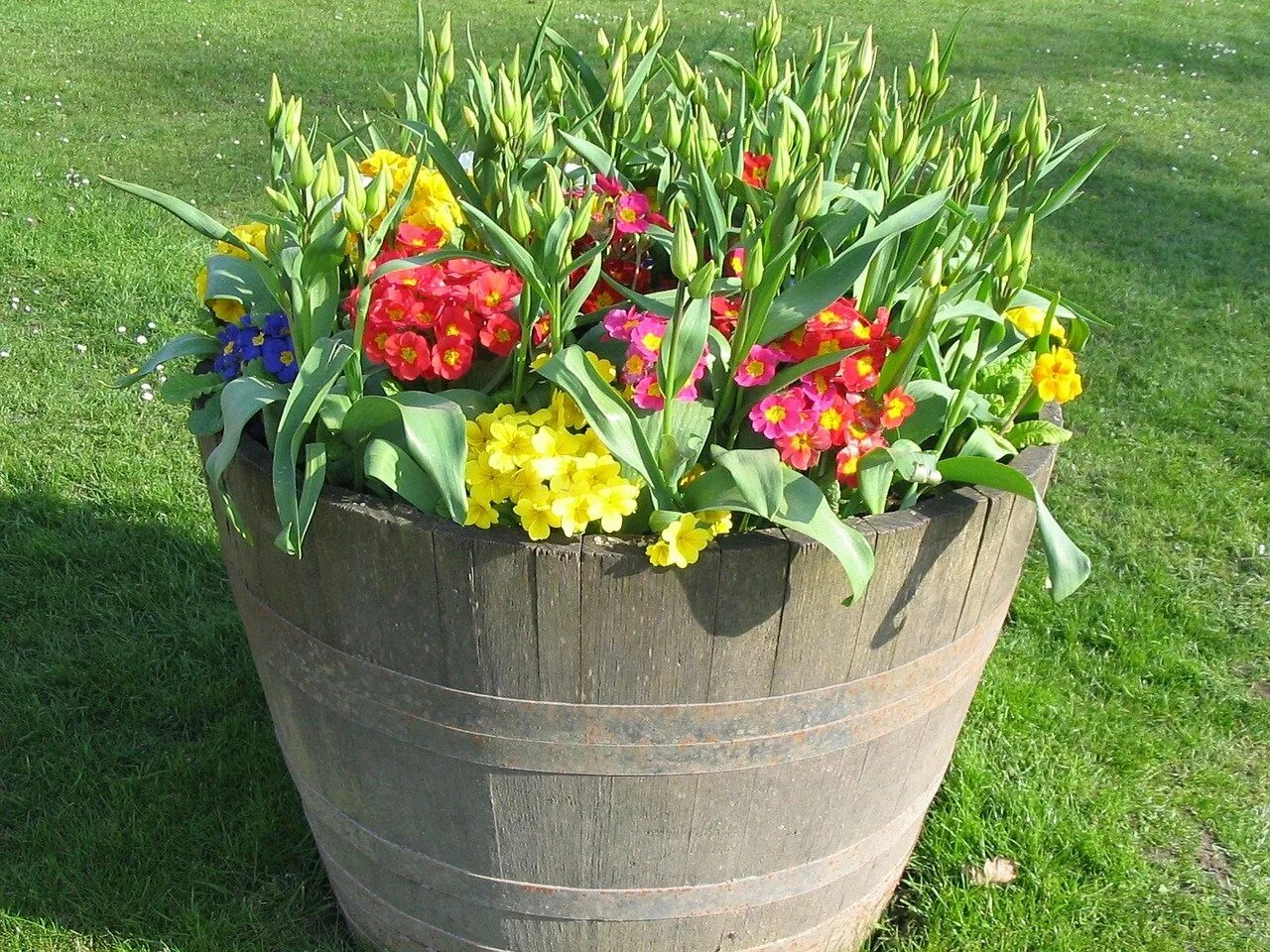 Посадить цветок в большой горшок. Цветочные композиции в горшках для сада. Тюльпаны в горшке. Клумба в горшке. Цветы в горшках на даче.