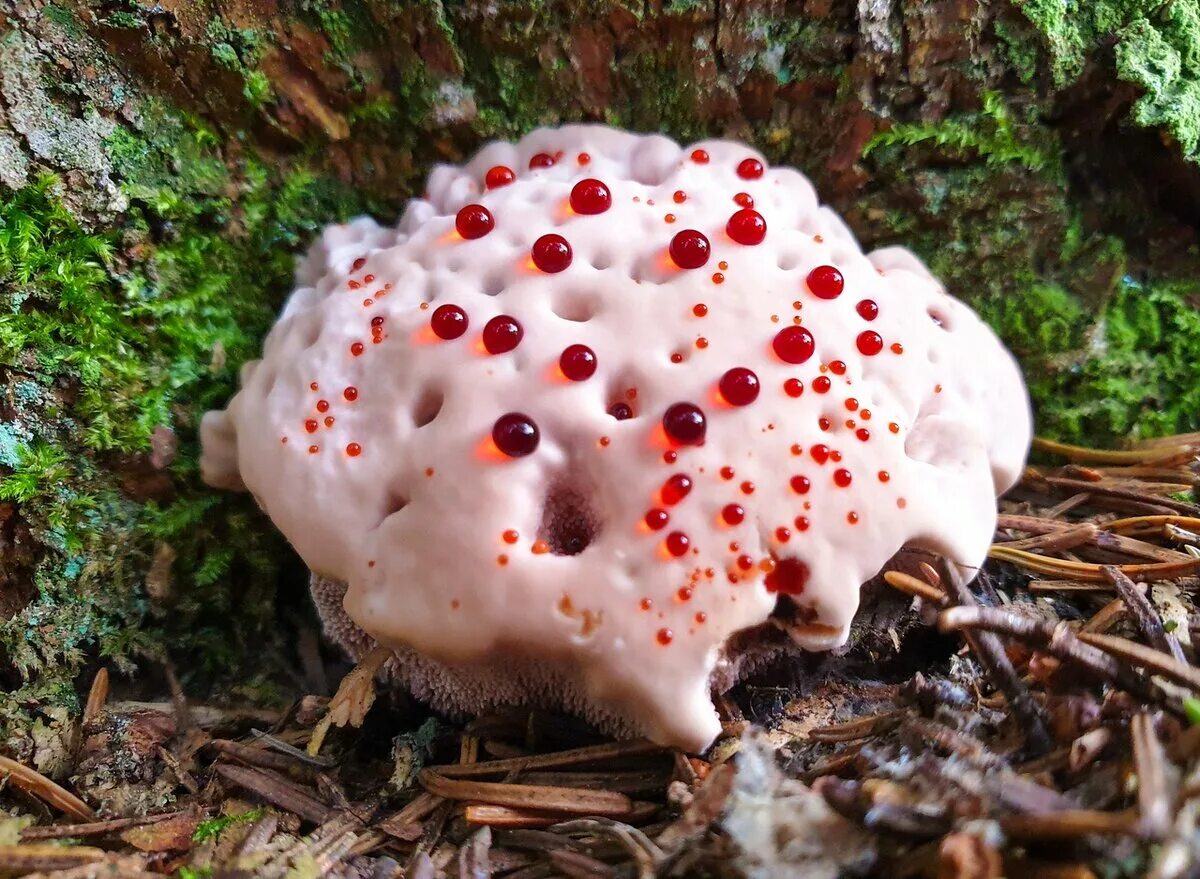 Ежовик плодовое тело. Ежовик кровоточащий / Hydnellum peckii. Ядовитые грибы Гиднеллум.