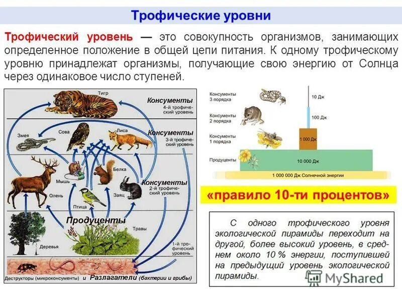 Определите тип питания организмов приведенных. Трофические уровни экосистемы. трофические уровни пищевой цепи. трофические уровни экосистемы цепь. трофические уровни в цепи питания.