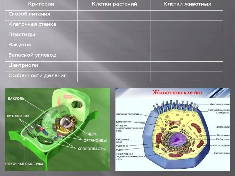 Хлоропласты в клетках грибов. Клеточная стенка растительной вакуоль. Строение клетки растения пластиды. Строение органелл растительной клетки и животной. Строение растительной клетки пластиды.