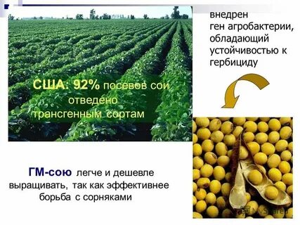 Внедрен ген предложение 1 2 обезвреживать