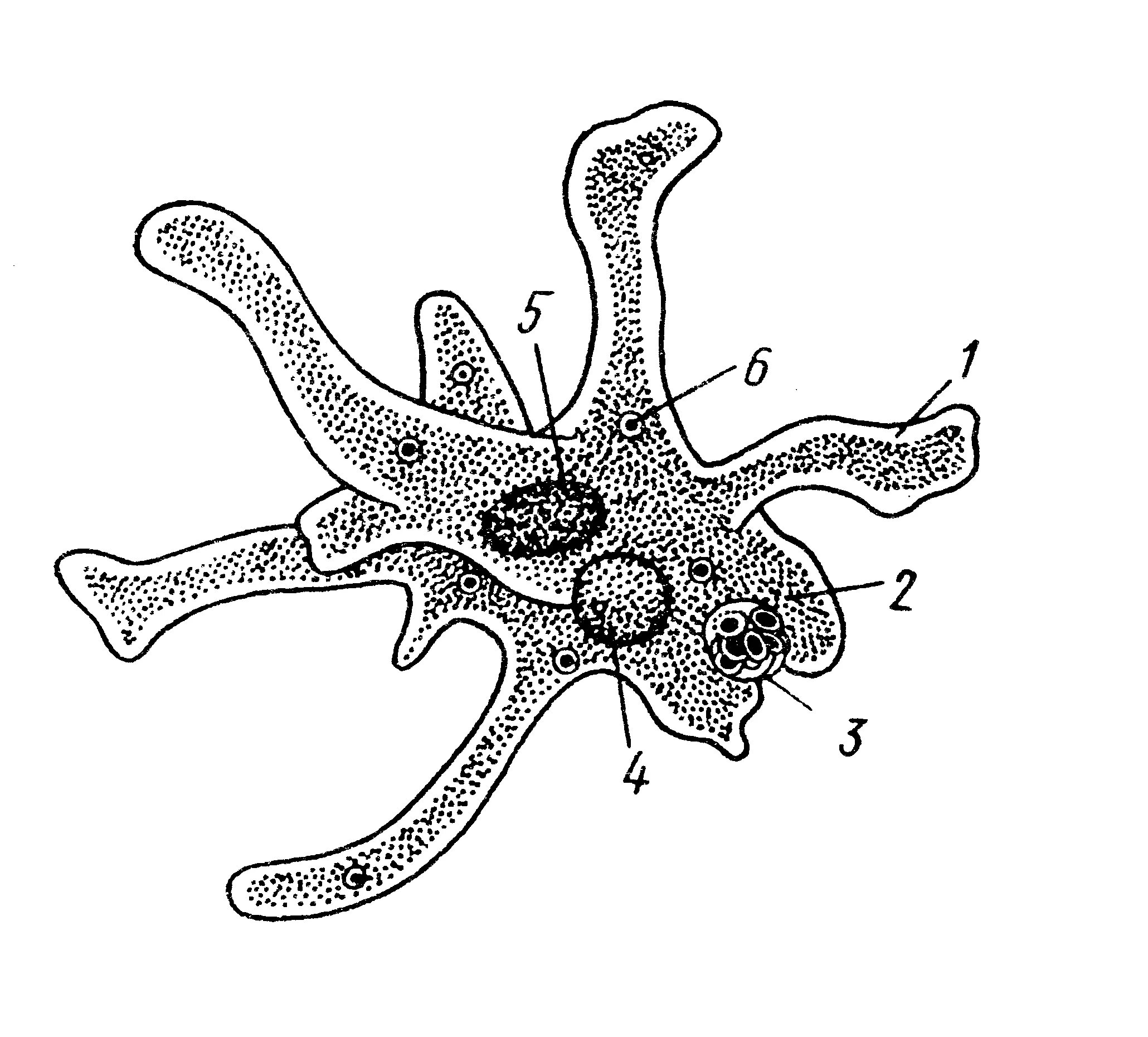 Строение амебы Протей. Amoeba Proteus строение. Строение амебы обыкновенной. Амёба обыкновенная протисты. Простейшие животные картинки