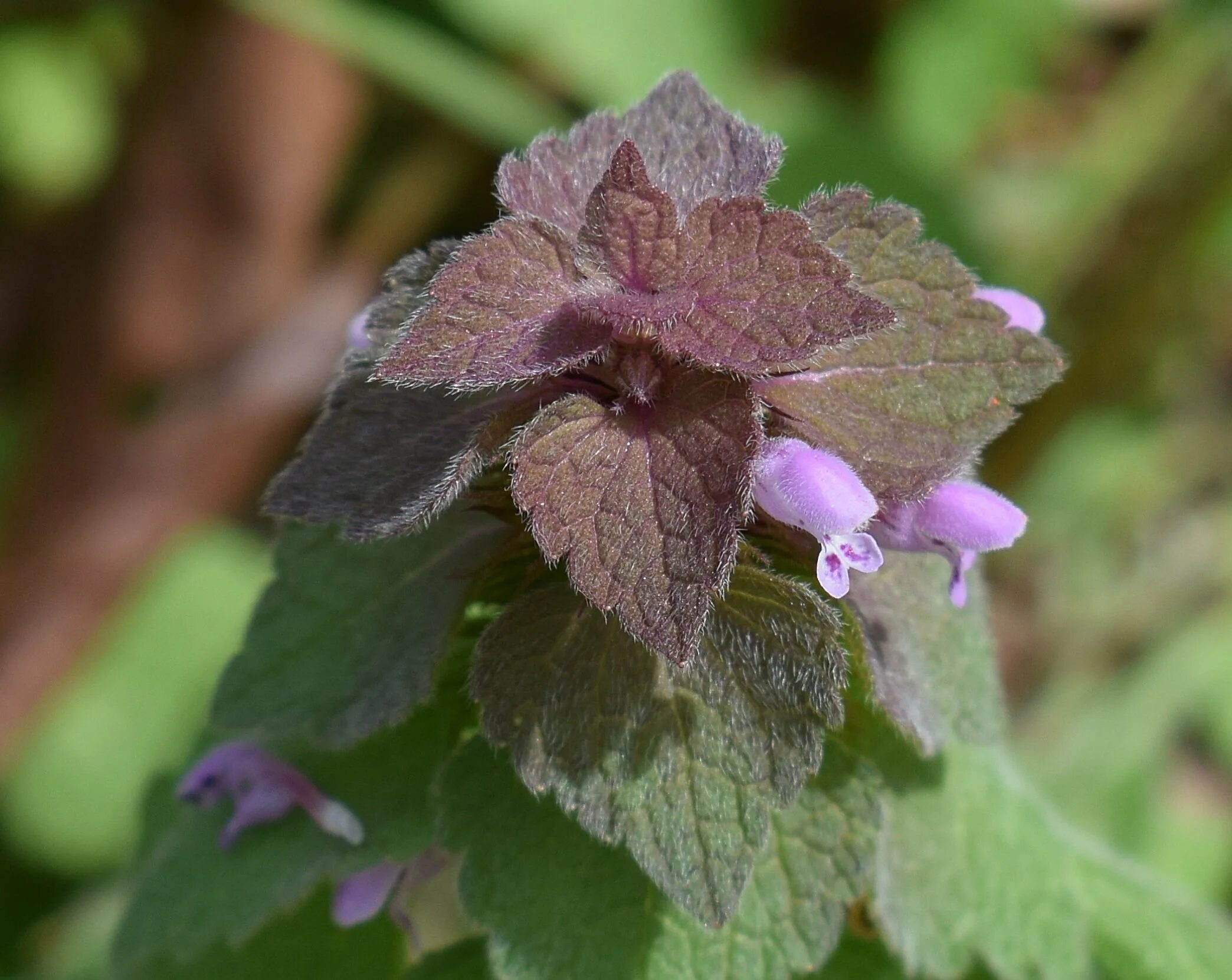 Фиолетовый сорняк. Фиолетовая мертвая крапива (Lamium purpureum). Яснотка сорняк. Purple Dead Nettle. Яснотка с сиреневыми цветами крапива.