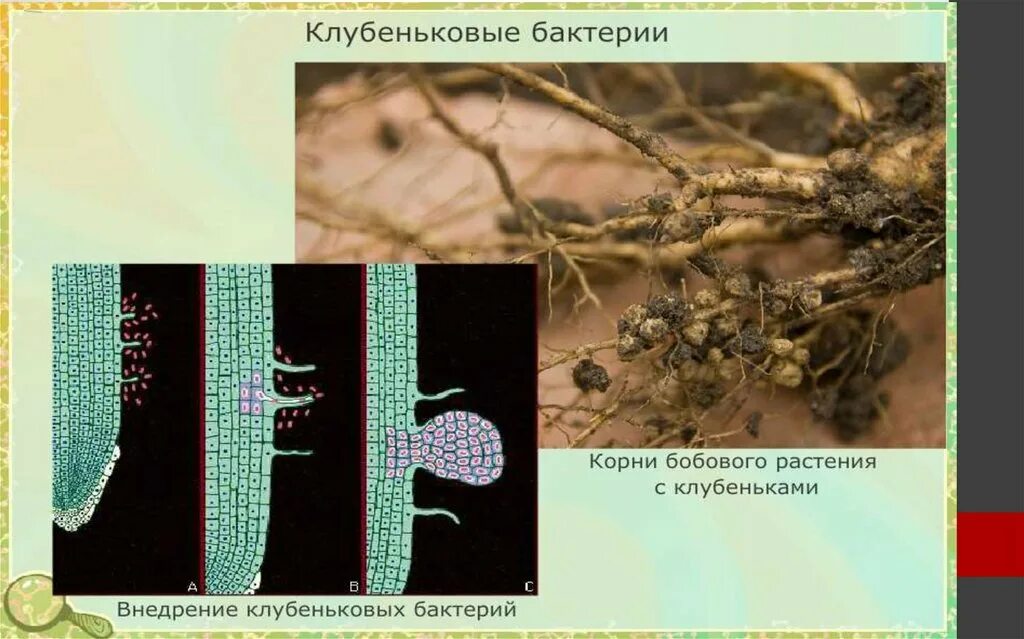 Азотфиксирующие бактерии круговорот. Азотфиксирующие бактерии 5 класс биология. Клубеньковые бактерии строение. Цианобактерии и клубеньковые бактерии. Клубенек гороха