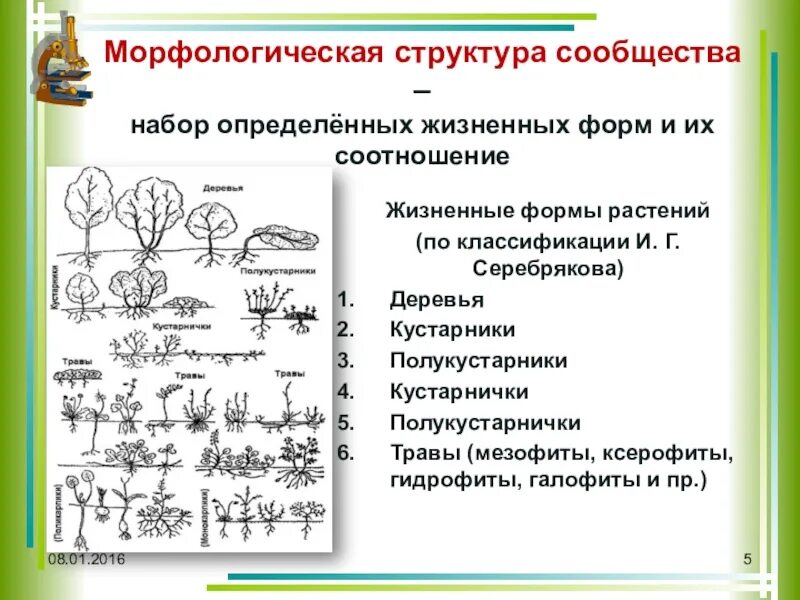 Примеры жизненных форм покрытосеменных Images ХАРАКТЕРИСТИКИ ЖИЗНЕННЫХ ФОРМ РАСТЕНИЙ