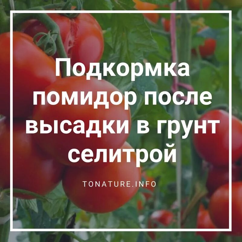 Подкормка томатов после посадки в грунт. Удобрения для помидоров в открытом грунте. подкормка для помидор. подкормка помидор после высадки. подкормка томатов после высадки в открытый грунт.