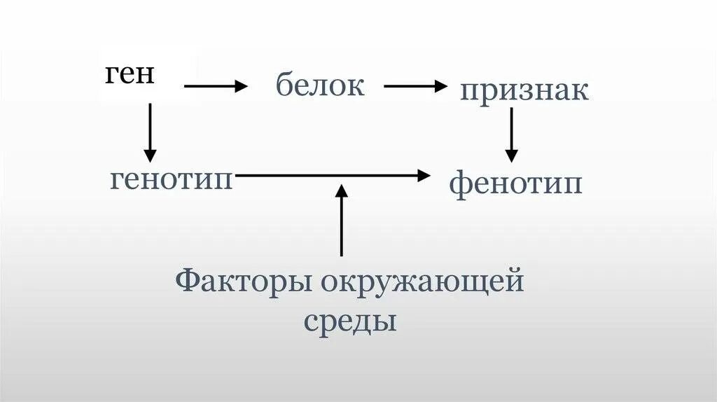 Влияние среды на генотип. Ген белок признак. Ген и генотип. Генотип схема. Ген генотип фенотип.