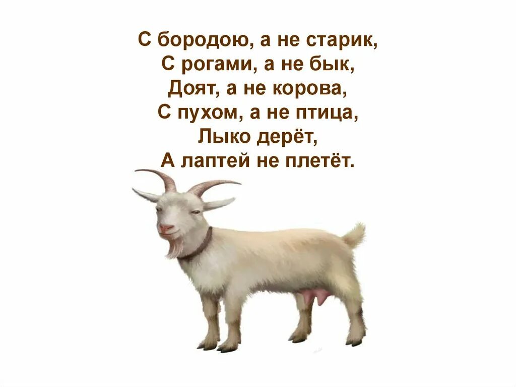 С рогами а не бык. Загадка с бородой а не старик. С бородой а не старик с рогами а не бык. С бородой а не старик с рогами а не бык доят а не корова. Бородой трясет лыко дерет а лаптей