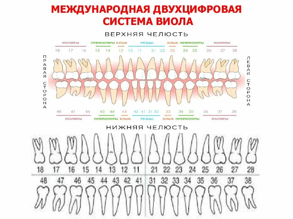 3 5 8 зуб. Система нумерации зубов Виола. Зубная формула система Виола. Зубная формула постоянных зубов человека. Нумерация зубов зубная формула.