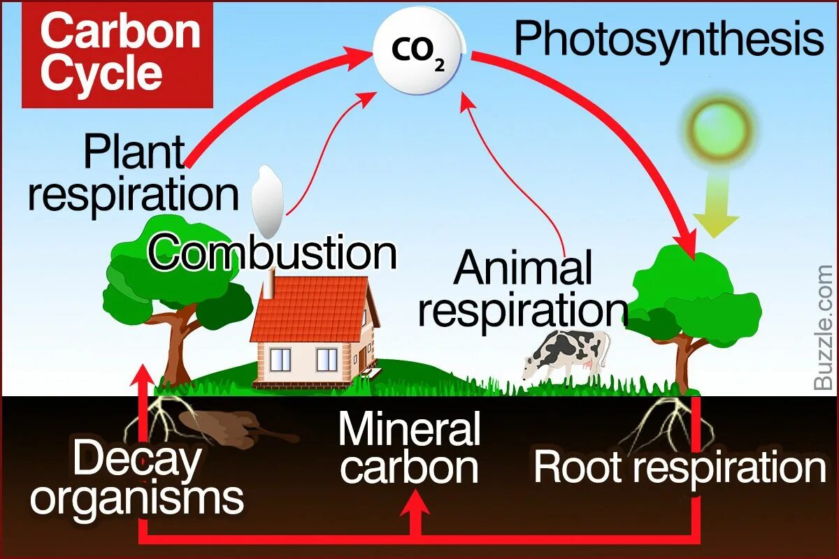Carbon Cycle. Carbon and nitrogen Cycles. Carbon Cycle in nature. Carbon Cycle in the Biosphere.