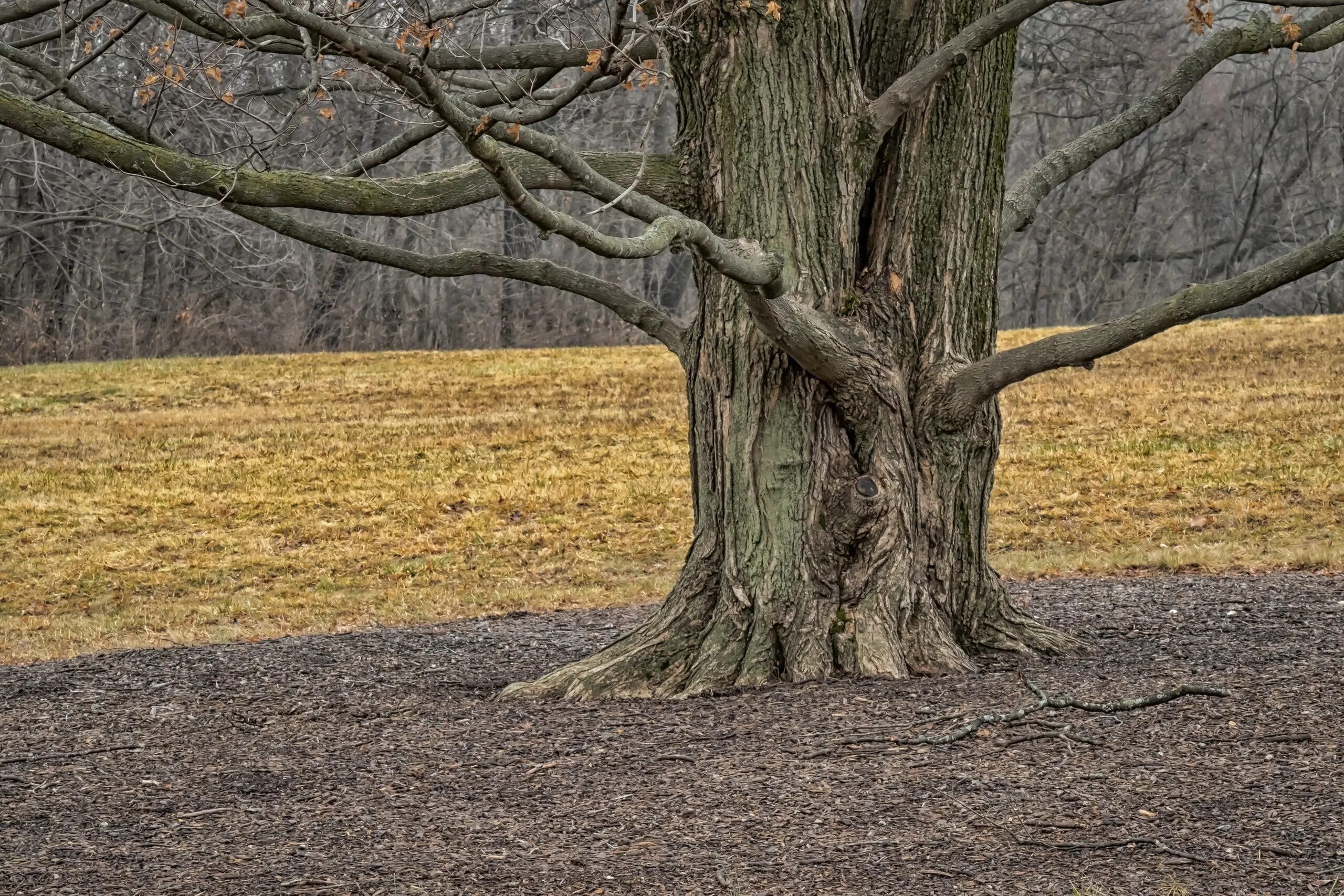 Tree trunk