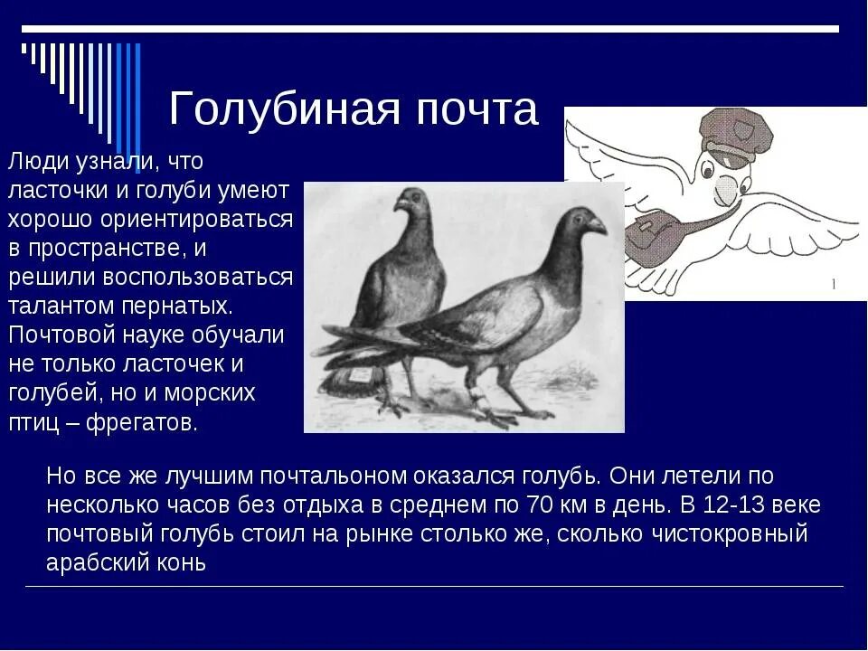 Способность птиц летать всегда привлекала человека основная. Почтовый голубь. Почтовые голуби в древности. Голубиная почта. Голубиная почта как работает.