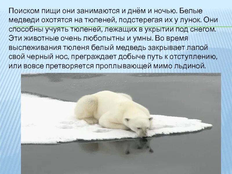На берегу отдыхало 28 тюленей приближение белого. Тюлень лежит. Тюлень на берегу. Тюлень на отдыхе. Тюлень на пляже.