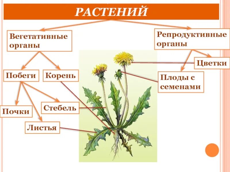 Изучение строения вегетативных и генеративных