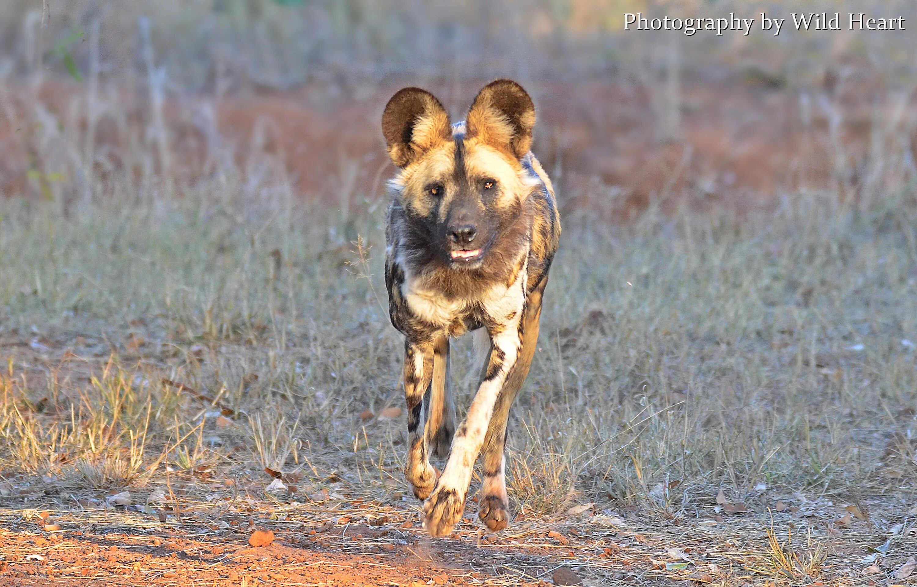 Исчезающие виды собак. Динго дикая собака австралийская. Собака динго в австралии. Гиеновидная собака в холке. Дикая собака динго.