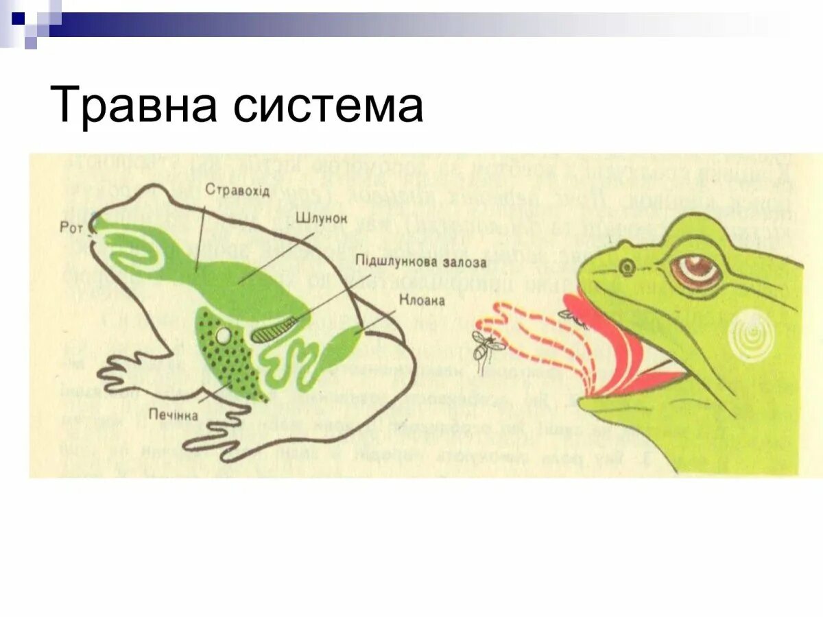 Функции пищеварительной системы земноводных. Пищеварительная система лягушки. пищеварительная система лягушки 7 класс. схема пищеварительной системы лягушки. дыхательная и пищеварительная система лягушки.