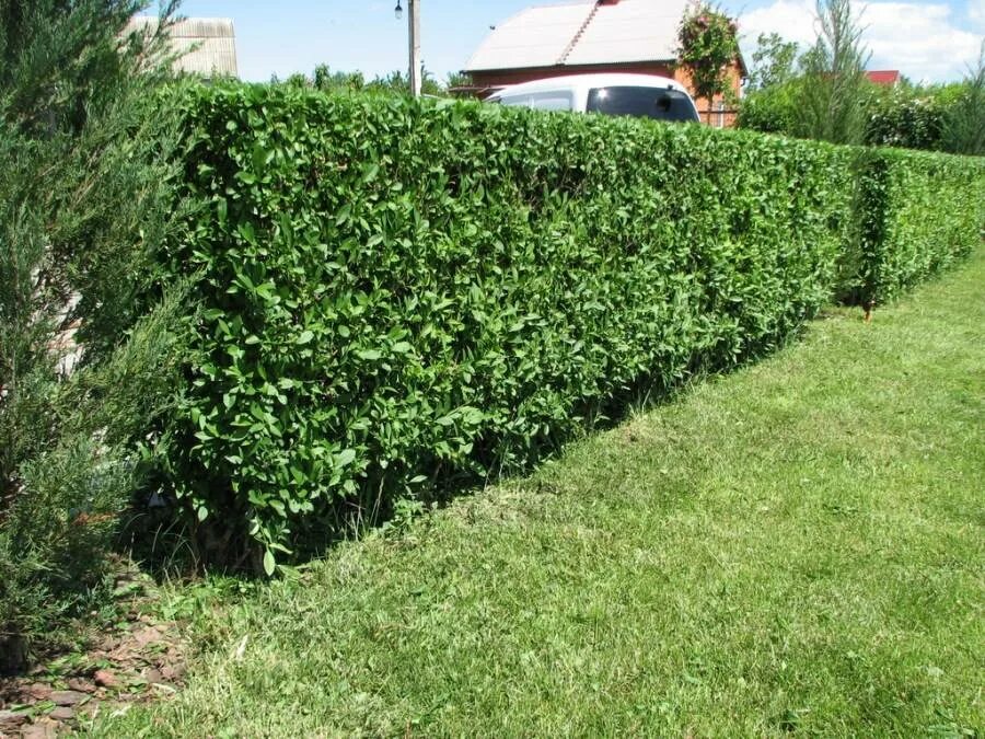 Кизильник. Стоит куст. Стоит куст. Кизильник блестящий. Кусты для живой изгороди кизильник.