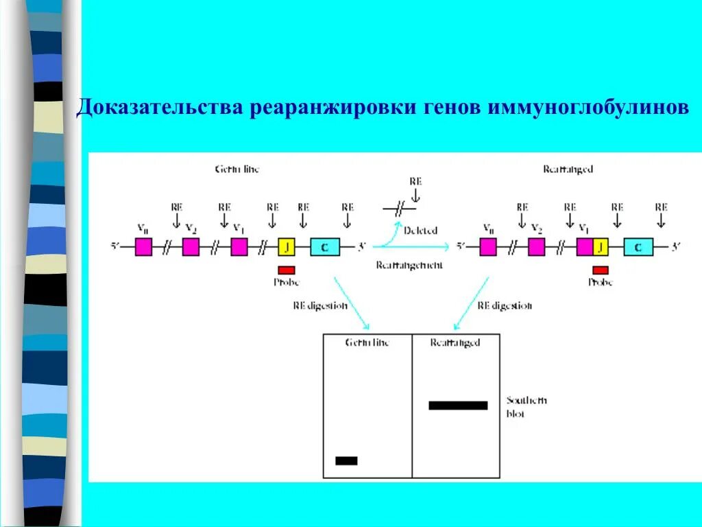 Гены иммуноглобулинов. Генетика иммуноглобулинов. Структура генов иммуноглобулинов. Генетика синтеза иммуноглобулинов. Реаранжировка генов иммуноглобулинов.