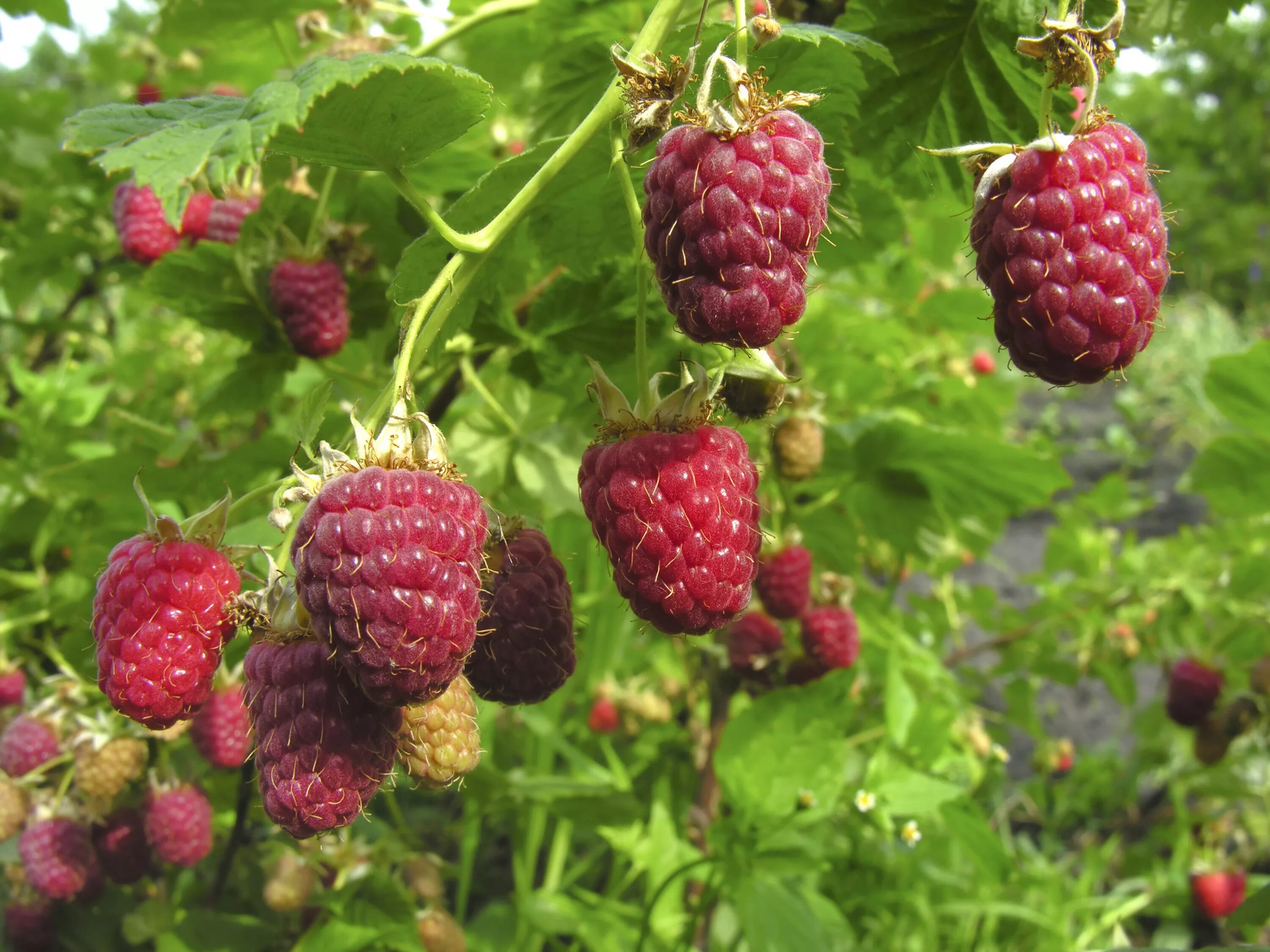 малина ремонтантная брайс. малина лесная кустарник. куст дикой малины. лесной малинник. малина лесная.