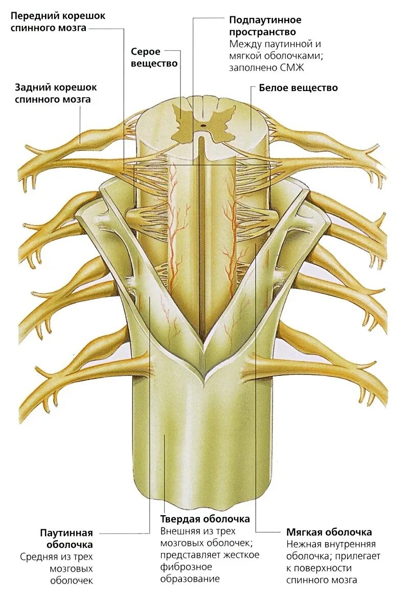 Строение оболочек спинного мозга. Канатики спинного мозга анатомия. Функция. Спинной мозг строение сегмента спинного мозга. Строение.