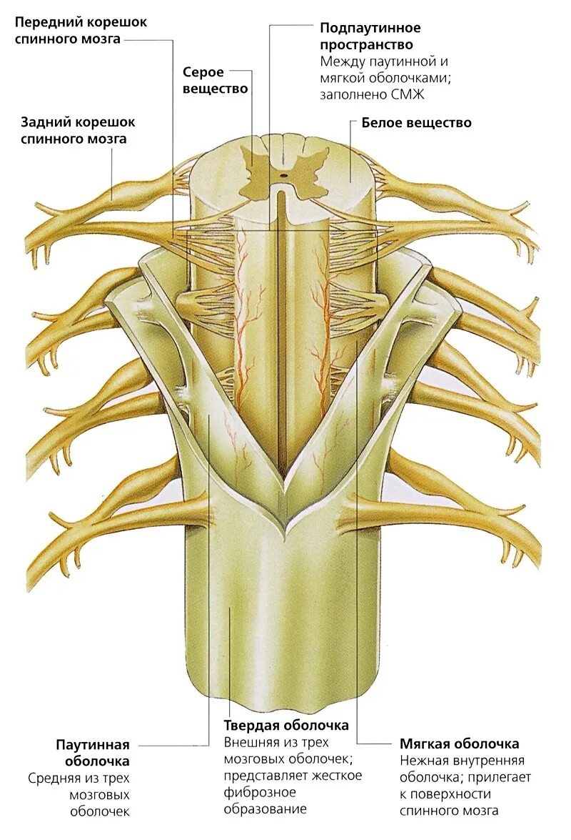 Расположение отделов спинного мозга. Наружное строение спинного мозга. Строение спинного мозга сбоку. Внешнее строение спинного мозга анатомия. Строение спинного мозга ана.