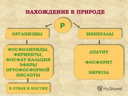 Ca входит в состав