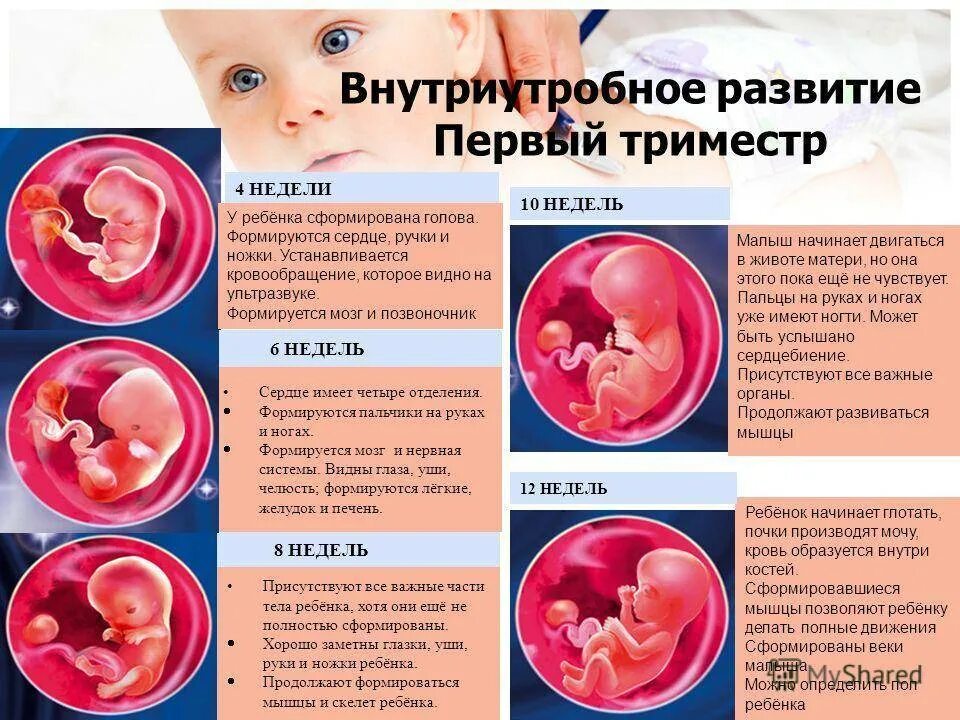 2 недели какой срок беременности