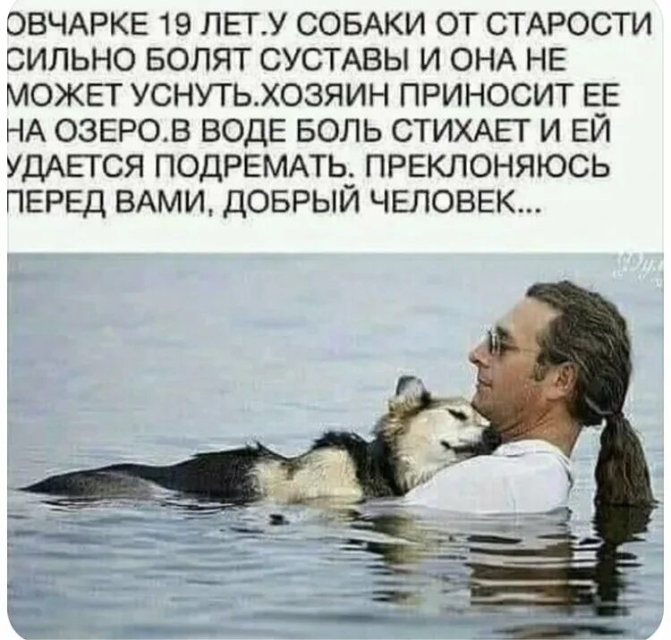 Маленькая собачка до старости. Старость собаки цитаты. собачья старость у людей. отношения собачьего возраста и собаки. фраза про собаку до старости щенок.