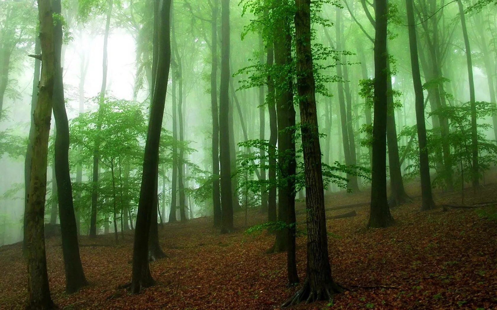 Dense forest
