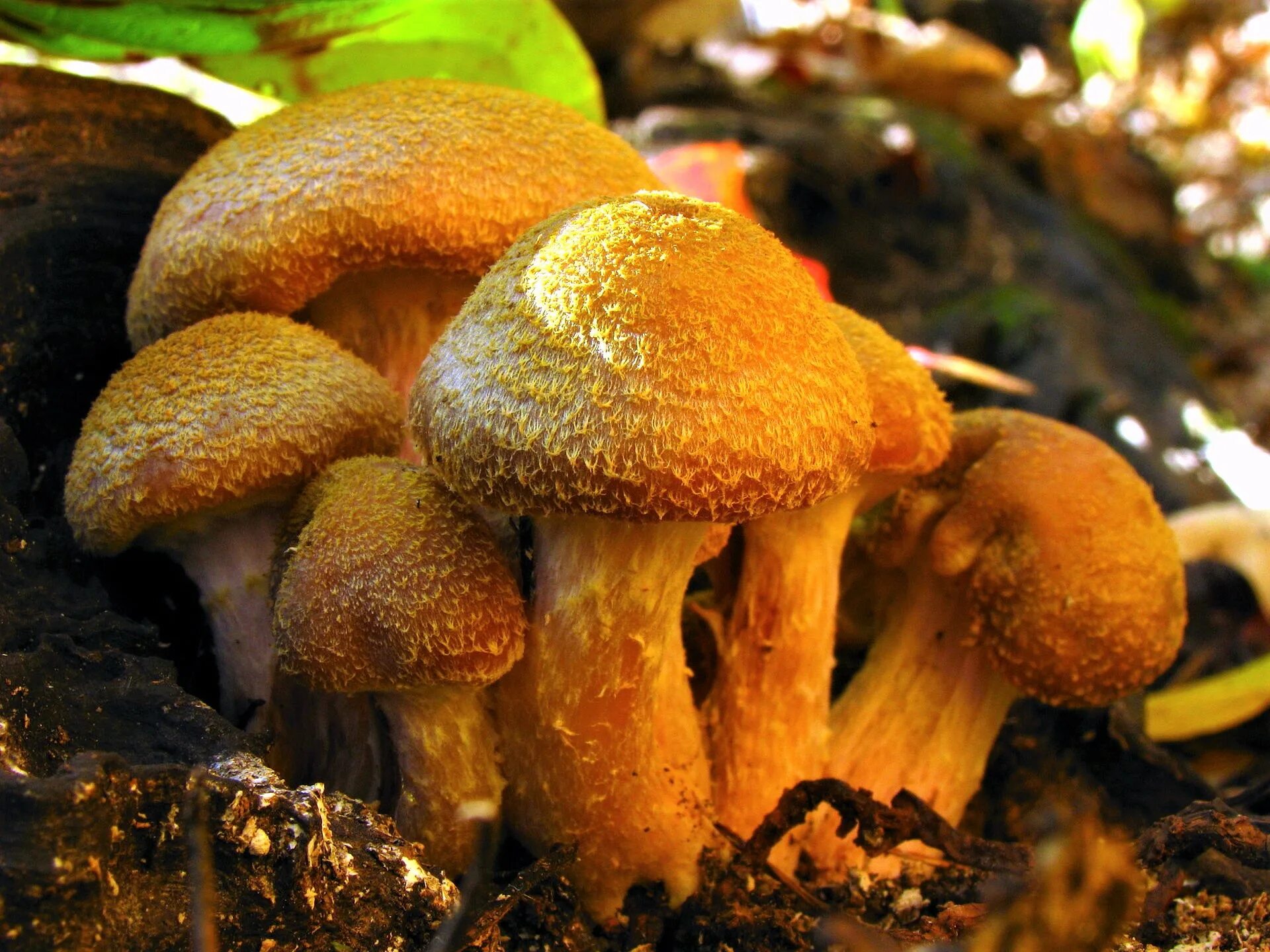 Как по другому называются грибы. Опёнок толстоногий (Armillaria lutea). Толстоногий (Armillaria Gallica). Опёнок осенний толстоногий. Опенок вздутоножковый.