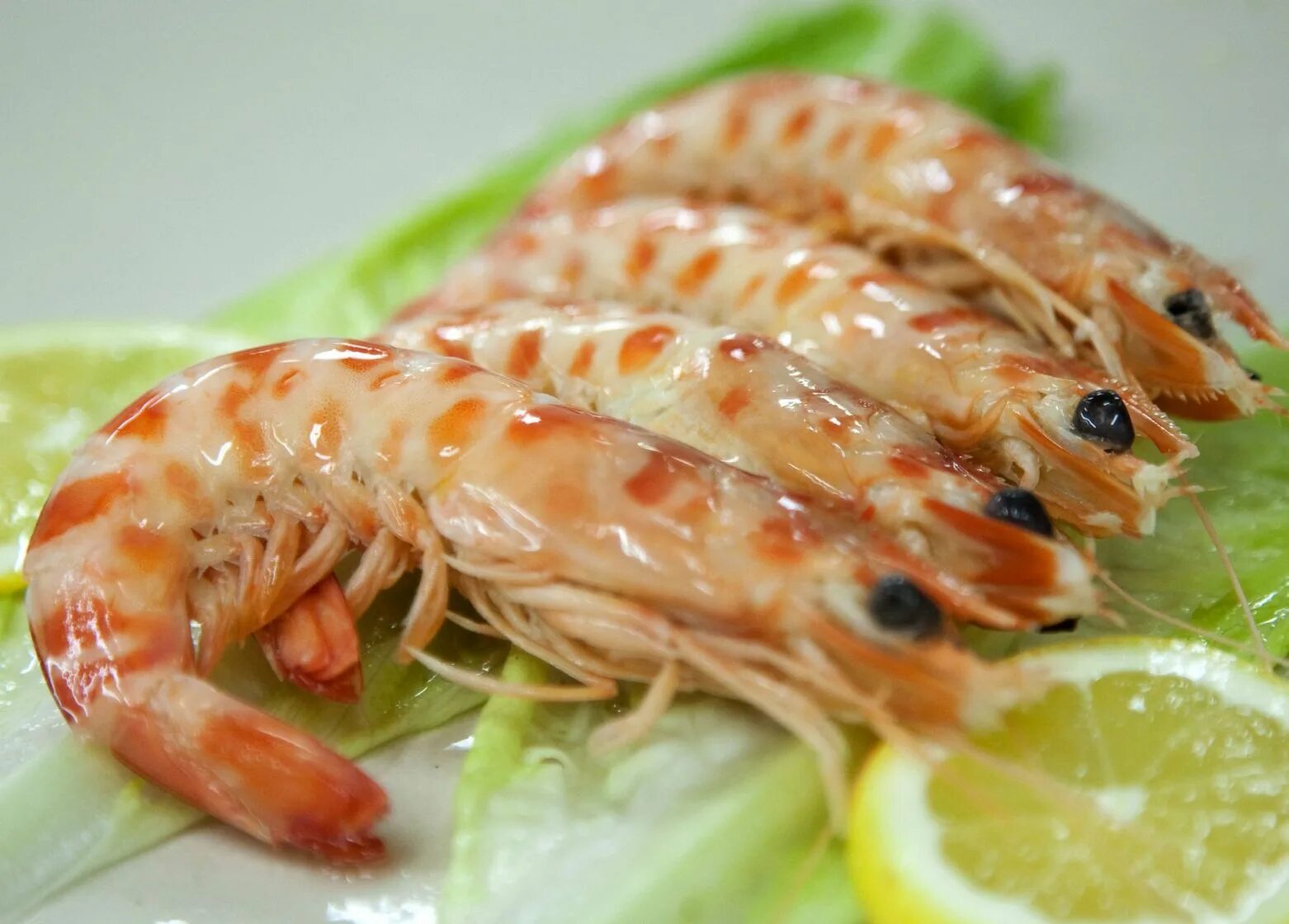 как называются креветки. королевские креветки. типы креветок. разновидность криветков. размер крупных креветок.