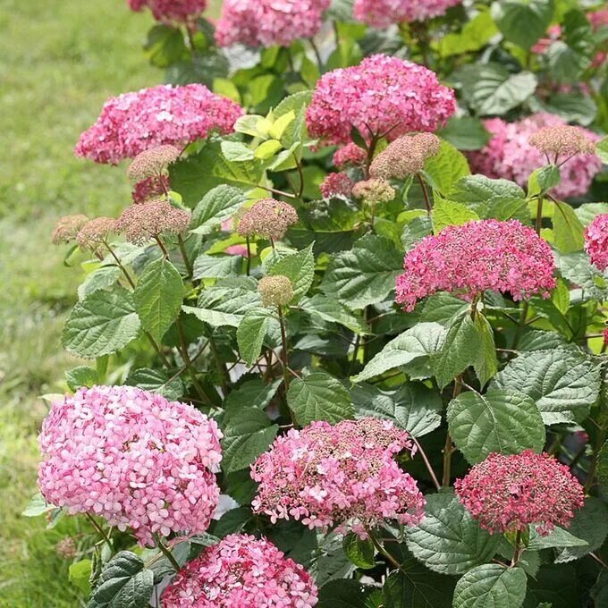 Pink pincushion гортензия фото и описание Baumschule Eggert Blütensträucher, Baumschulen, Heckenpflanzen Köp Vidjehort