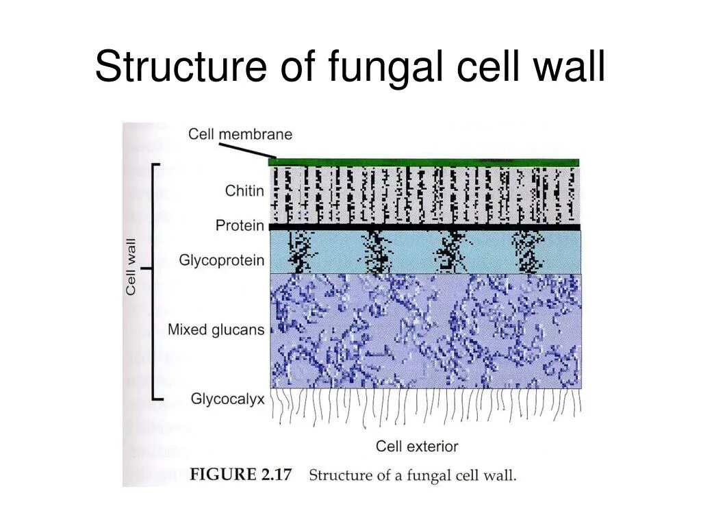 Cell Wall structure. Fungal Cell Wall. Fungal Cell structure. Fungi Cell structure.