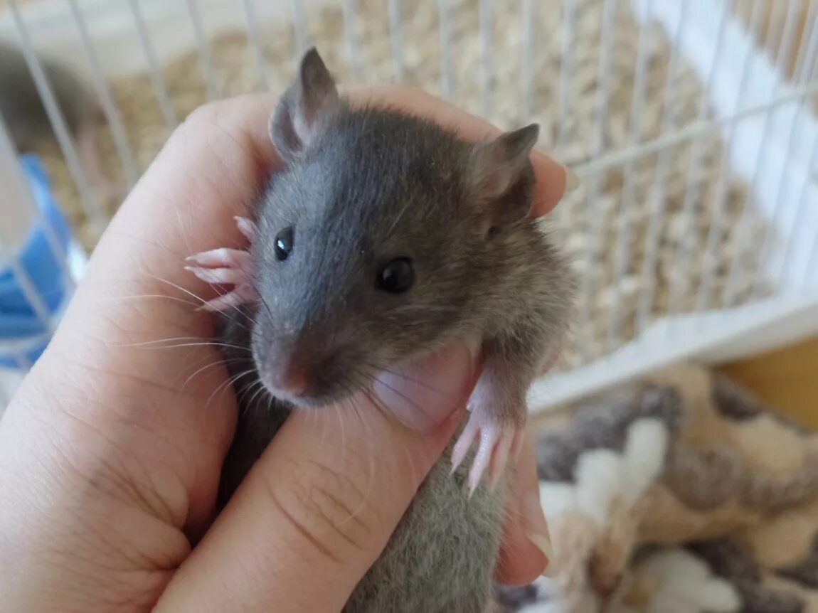 Крыса 1. Крыса 1. Злая белая крыса. Крыса дикая. Крыса 1.