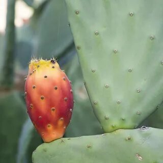 Prickly pear