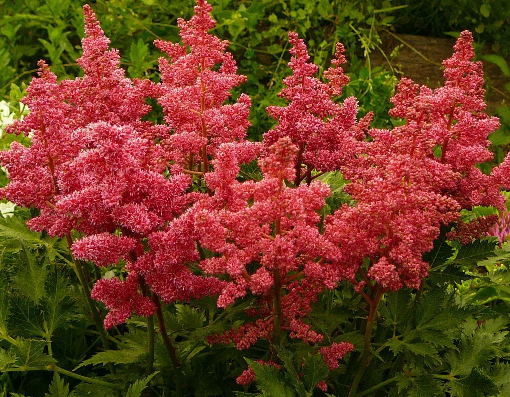 Астильба Арендса Фанал. Астильба Давида Astilbe davidii.