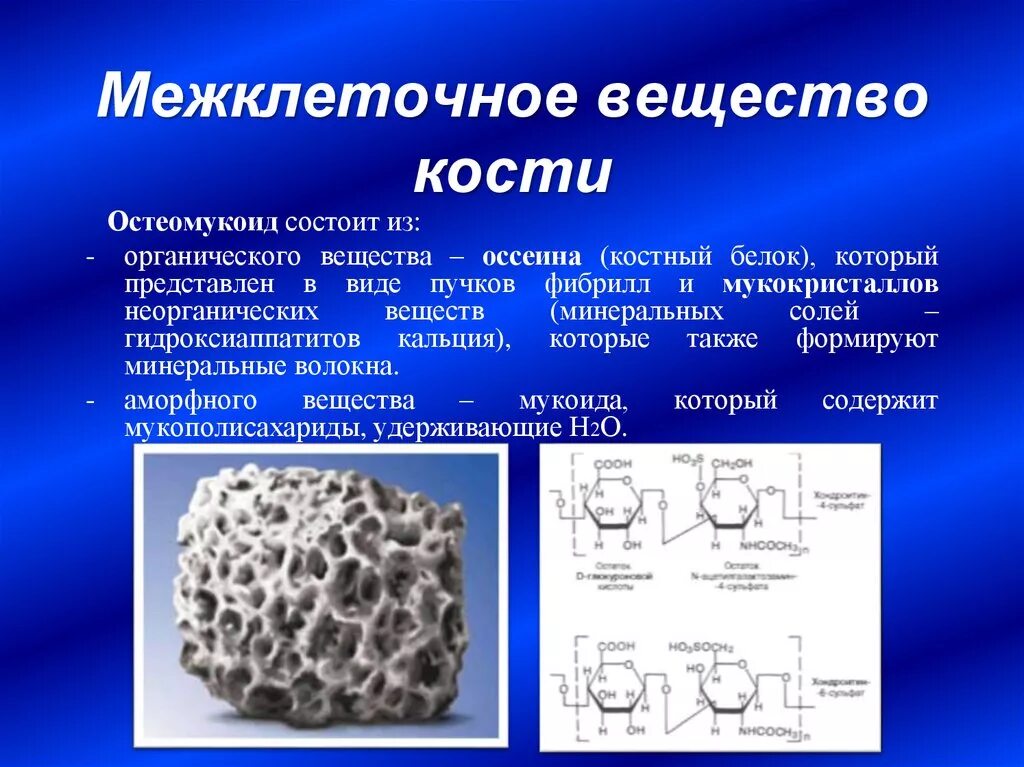 Межклеточное вещество находится. Состав межклеточного вещества костной ткани. Неклеточное вещество кости это. Меж клеточное существо. Строение межклеточного вещества костной ткани.