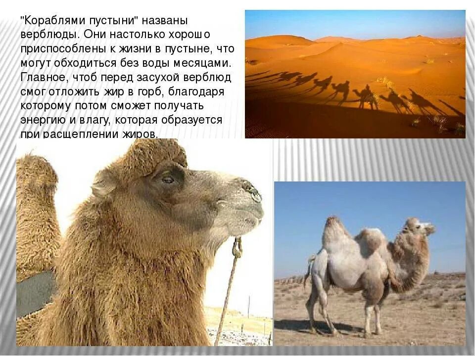 Почему возникают пустыни