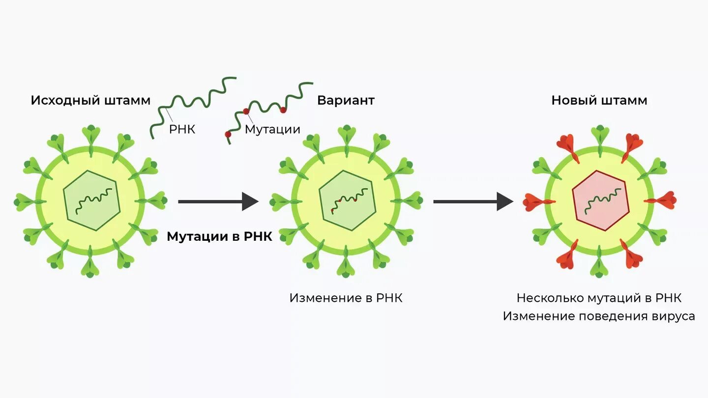 Эволюция вирусов. Мутация вируса. Развитие вируса. Коронавирус Эволюция. Штаммы коронавируса мире