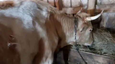 Сколько у коровы длятся схватки