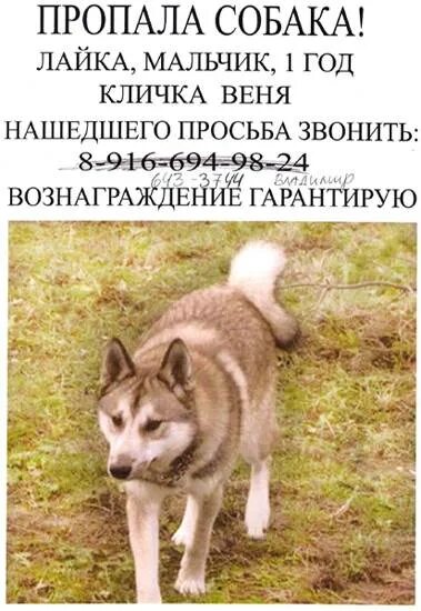Клички собак лаек. Клички для собак лаек. клички для собак мальчиков лайки. имя для западно сибирской лайки мальчика. имена для собак мальчиков лайки.