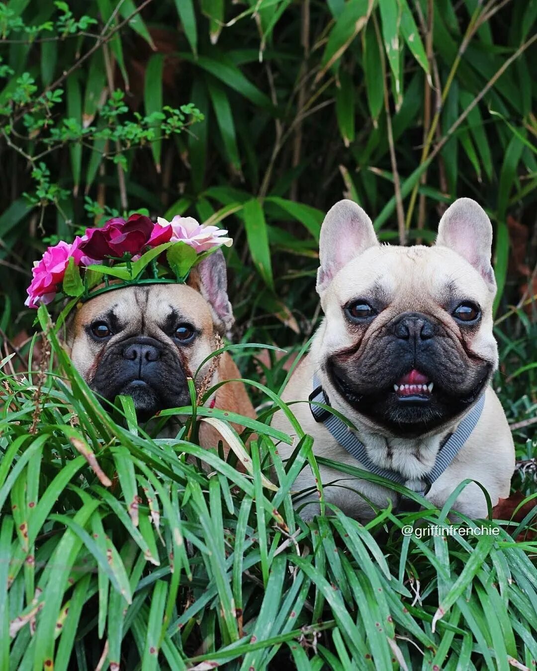 Французский бульдог и мопс. Французский бульдог и морс. Французский бульдог и мопс отличия. Мопс и бульдог. Мопс и бульдог.
