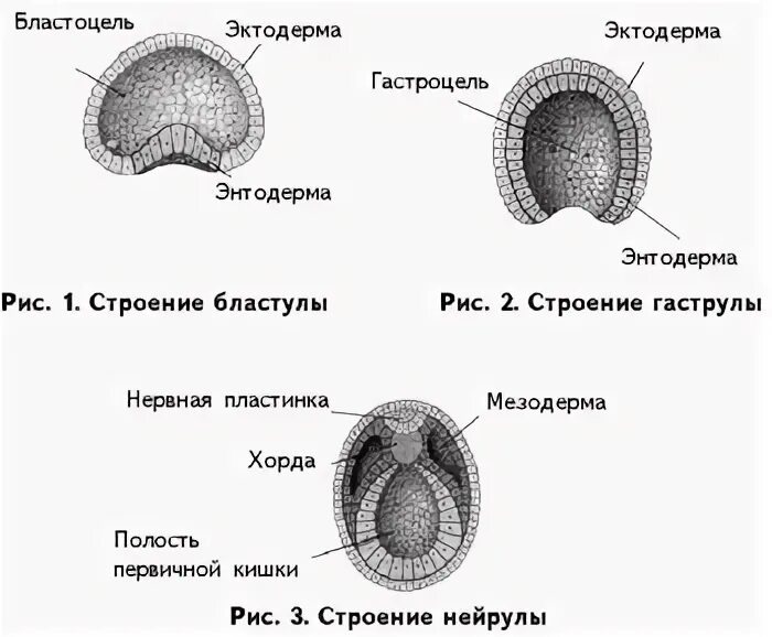 Бластодерма зародыша
