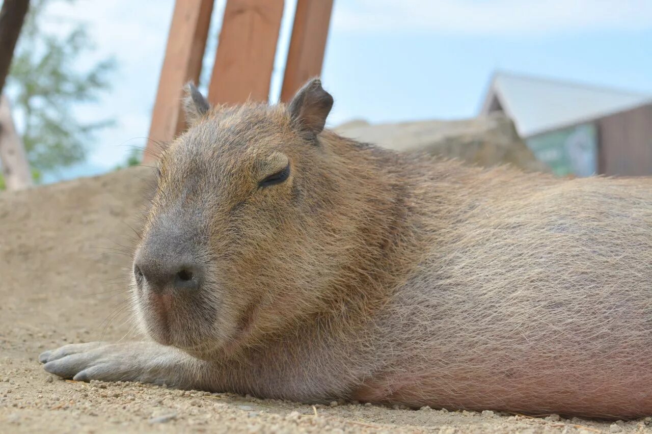 Капибара. Капибара свинковые. Капибара в норе. Капибара гигачад. My pets capybaras